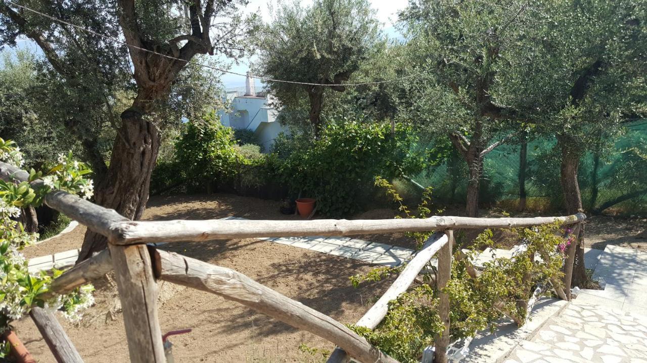Olive Tree Garden Affittacamere