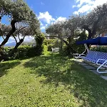 Sorrento Olive Tree Garden
